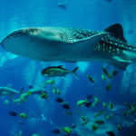 Nadar con el tiburón ballena en Donsol